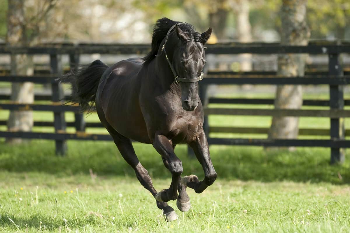 One of our Stallions enjoying the sun