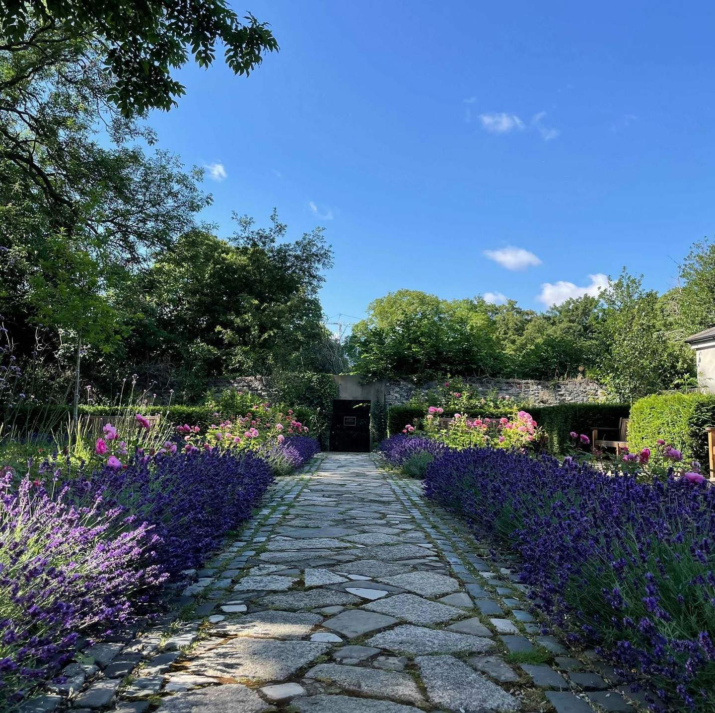 Un chemin de pierre bordé de fleurs violettes et roses mène à travers un jardin à la verdure luxuriante sous un ciel bleu clair.
